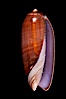 Oliva lignaria fordi. Image #07959