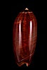 Oliva lignaria fordi. Image #07960