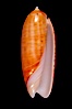 Oliva lignaria cryptospira. Image #07961