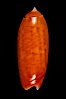 Oliva lignaria cryptospira. Image #07962