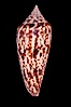 Austral Cone. Image #07966
