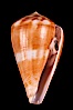 Conus mutabilis. Image #07967