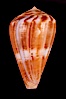 Conus mutabilis. Image #07968