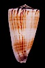 Calf Cone. Image #07971