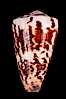 Calf Cone. Image #07974