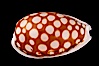 Sieve Cowrie. Image #07988