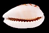 Sieve Cowrie. Image #07989