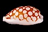 Sieve Cowrie. Image #07990