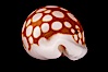 Sieve Cowrie. Image #07992