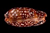 Panamanian Deer Cowrie, Little Deer Cowrie. Image #07993