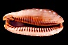 Panamanian Deer Cowrie, Little Deer Cowrie. Image #07994