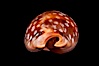 Panamanian Deer Cowrie, Little Deer Cowrie. Image #07996