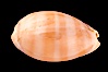 Carnelian Cowrie. Image #08001