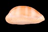 Carnelian Cowrie. Image #08003