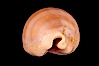 Carnelian Cowrie. Image #08004