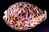 Tiger Cowrie. Image #08005