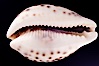 Tiger Cowrie. Image #08006