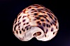 Tiger Cowrie. Image #08008
