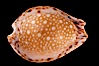 Lamarck's Cowrie. Image #08055