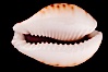 Lamarck's Cowrie. Image #08056