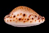 Lamarck's Cowrie. Image #08057