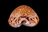 Lamarck's Cowrie. Image #08058