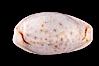 Cypraea boivinii amoena. Image #08077
