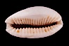 Cypraea boivinii amoena. Image #08078