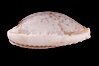 Cypraea boivinii amoena. Image #08079