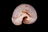 Cypraea boivinii amoena. Image #08080