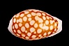 Sieve Cowrie. Image #08089