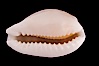 Sieve Cowrie. Image #08090