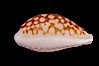 Sieve Cowrie. Image #08091