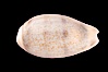 Rhinoceros Pale Cowrie. Image #08126