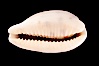 Rhinoceros Pale Cowrie. Image #08127