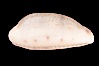 Rhinoceros Pale Cowrie. Image #08128