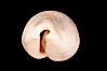 Rhinoceros Pale Cowrie. Image #08129