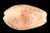 Gnawed Cowrie. Image #08136