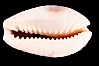 Gnawed Cowrie. Image #08137