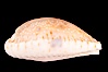 Gnawed Cowrie. Image #08138