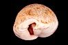 Gnawed Cowrie. Image #08139