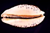 Dog-Rose Cowrie. Image #08147