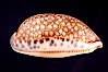 Dog-Rose Cowrie. Image #08148