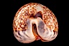 Dog-Rose Cowrie. Image #08150