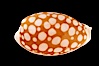 Sieve Cowrie. Image #08196