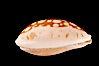 Sieve Cowrie. Image #08198