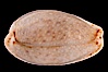 Boivin's Cowrie. Image #08207
