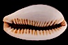 Boivin's Cowrie. Image #08208
