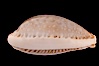 Boivin's Cowrie. Image #08209