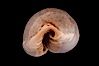 Boivin's Cowrie. Image #08210